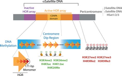 Genetic And Epigenetic Features Of The Centromere Schematic Of The