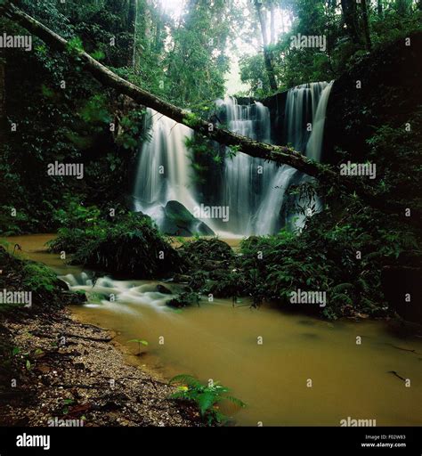 Waterfall in the rainforest, Queensland, Australia Stock Photo - Alamy