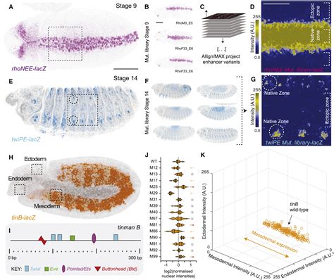 Enhancer Architecture And Chromatin Accessibility Constrain Phenotypic