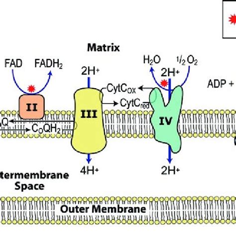 Pdf Overview And Sources Of Reactive Oxygen Species Ros In The Reproductive System