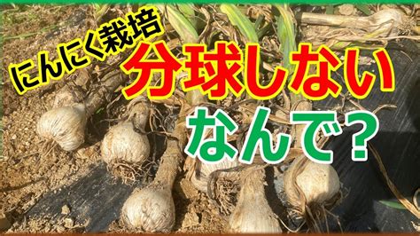 【スポンジ球】にんにくが分球しない理由 にんにく栽培 失敗 Youtube