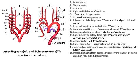 Development Of Aortic Arches