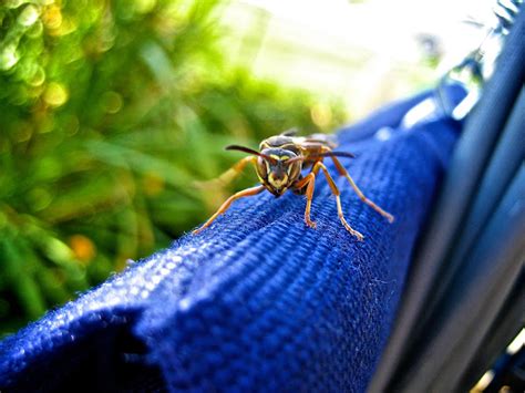 Northern Paper Wasp Project Noah