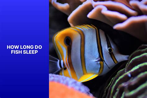 Exploring The Sleep Patterns Of Fish How Long Do Fish Sleep