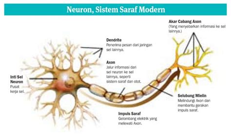 Penyusun Sistem Saraf Pusat Adalah Homecare24