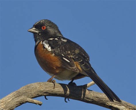 Spotted Towhee | San Diego Bird Spot