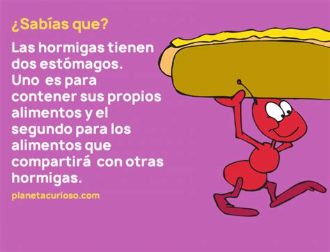 10 Datos Curiosos Para Niños Que Tal Vez Ni Tú Sabías 2 Planeta Curioso