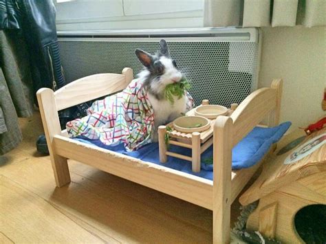 Where Do Rabbits Sleep Bunny Beds Bunny Approved House Off