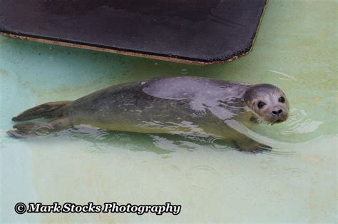 Mablethorpe Seal Sanctuary And Wildlife Centre by stocksie69 on DeviantArt