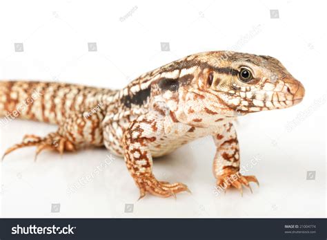 Red Tegu Tupinambis Rufescens On White Background Stock Photo