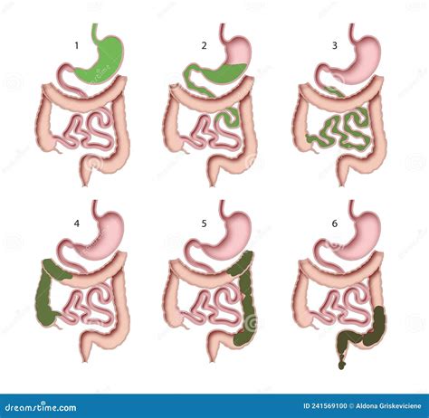 Human Digestive System Digestive Process Stock Illustration