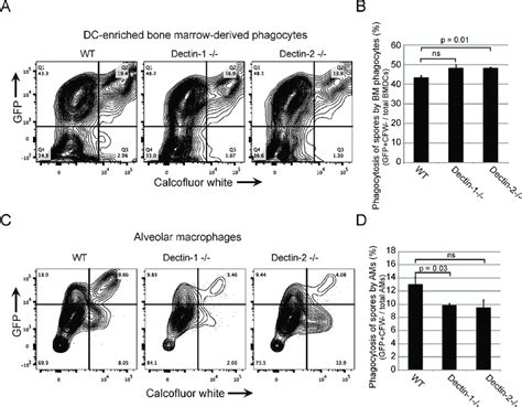 Dectin And Dectin Phagocytes Show Modest Changes In