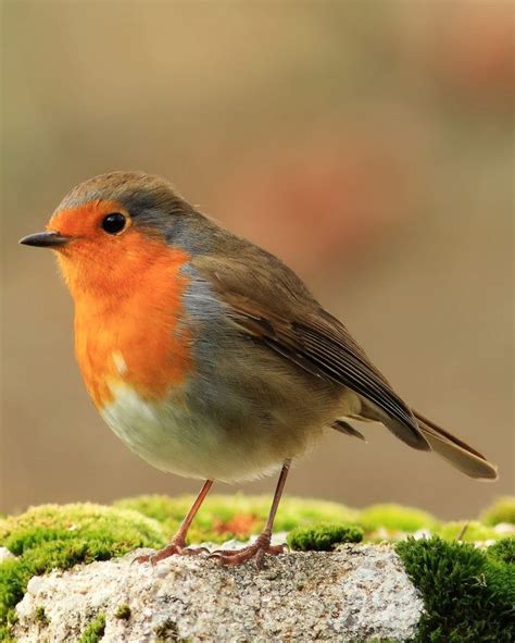 El Petirrojo Europeo Erithacus Rubecula El Petirrojo Ocupa Un Lugar