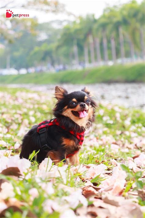 Training Small Dog Breeds: Why Start Early? - PetPress