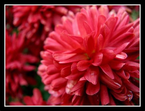 Red Mums | Annual color, Flowers, Floral