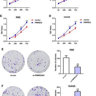 PIMREG Promoted CAA Cells Proliferation In Vitro CCK 8 Assays Were