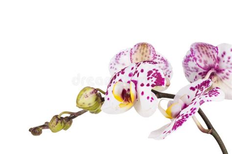 Branch Of Phalaenopsis Or Moth Orchid From Isolated On White Background