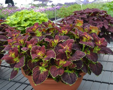 Coleus Koleus Dipt In Wine PiĘkne LiŚcie 13168304018 Allegropl