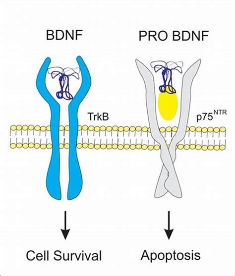 神经营养因子专题 BDNF检测哪家强Scientific Report告诉您 每日生物评论