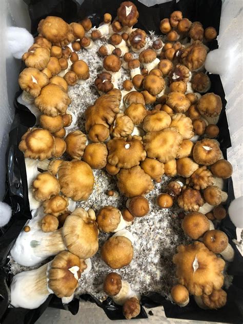 Another Hillbilly Pumpkin Flush Mushroom Cultivation Shroomery