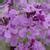 Damastbloem Hesperis Matronalis Vaste Planten Planten Online