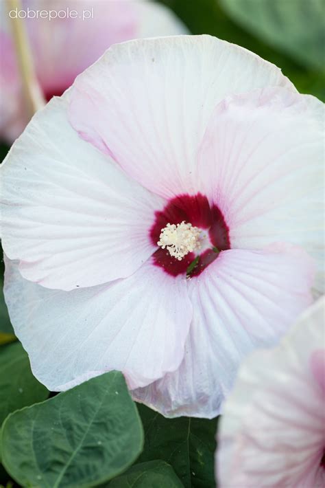 Szkółka Bylin Dobrepole Hibiscus Luna Pink Swirl ketmia