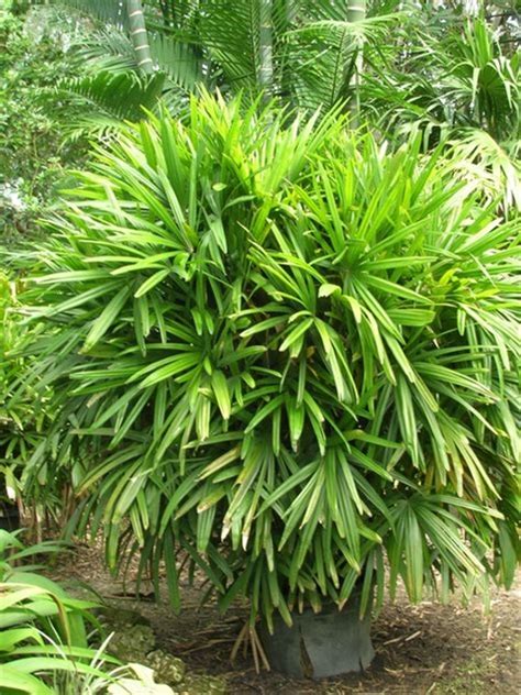 Rhapis Excelsa Lady Palm Plant Online Plants Cart