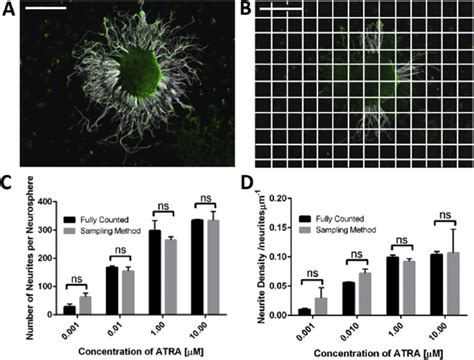 Development Of An Efficient Method For The Quantification Of Neurite