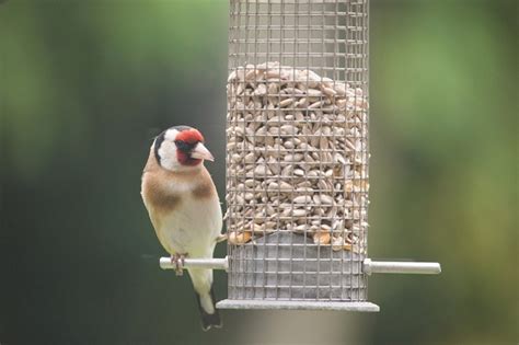 Quelle Mangeoire Placer Au Jardin Pour Les Oiseaux