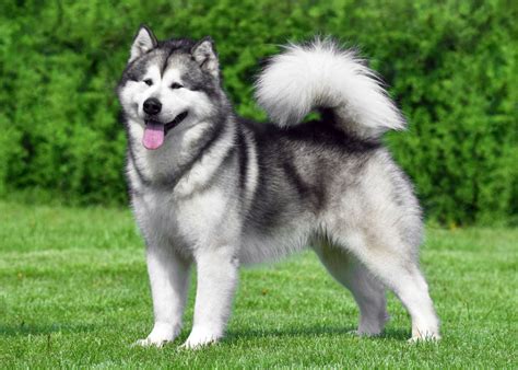 Todo Lo Que Necesitas Saber Sobre El Alaskan Malamute