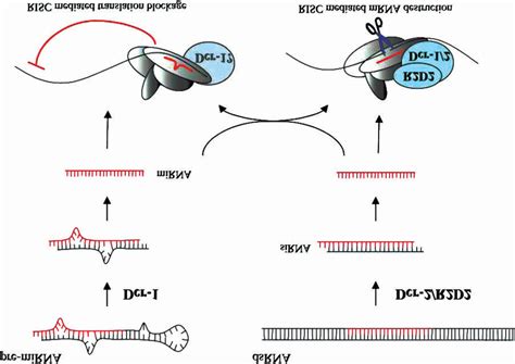 Model For Rna Silencing In Drosophila An Ordered Biochemical Pathway