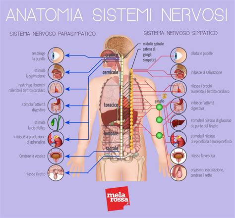 Anatomia Do Nervo Vago Braincp