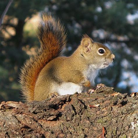 American Red Squirrel Midden Goodmorninggloucester