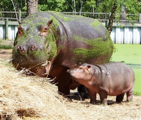 Zoo welcomes baby hippo | Santa Rosa Press Gazette