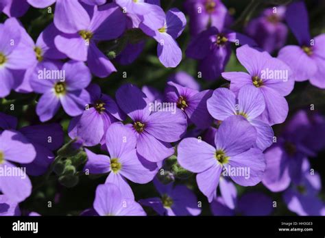 Purple Aubrieta in the garden Stock Photo - Alamy