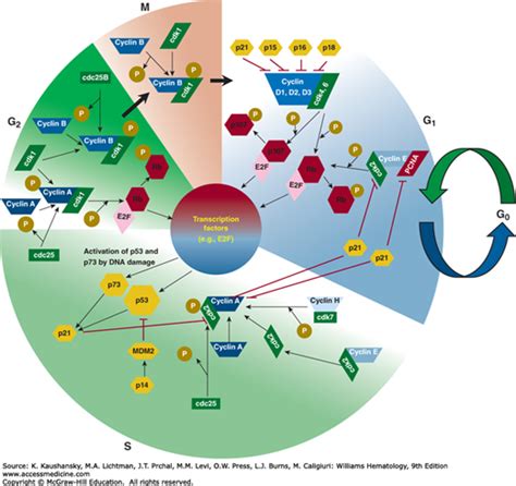 Cell Cycle Regulation And Hematologic Disorders Oncohema Key