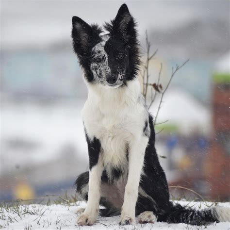 15 Historical Facts About Border Collies You Might Not Know