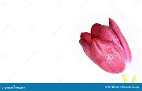 Tulip On A White Background Spring Flower Stock Image Image Of Fresh