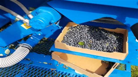 Air Blueberry Harvester Kokan 500s VazduŠni BeraČ Borovnica Kokan