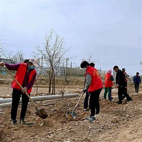 临泽县沙河镇：草长莺飞四月天 “植”此青绿正当时 绿化 新丰村 建设