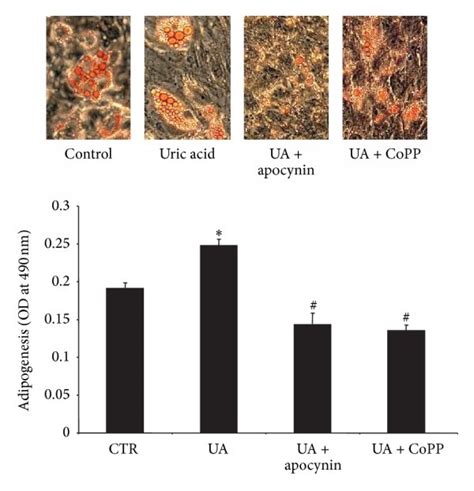 A Adipogenesis As Shown By Oil Red O Staining In Mscs Treated With