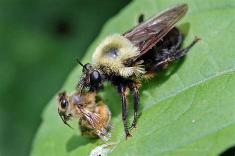 A Bumble Bee Mimic Robber Fly Laphria Thoracica Celestes Nature