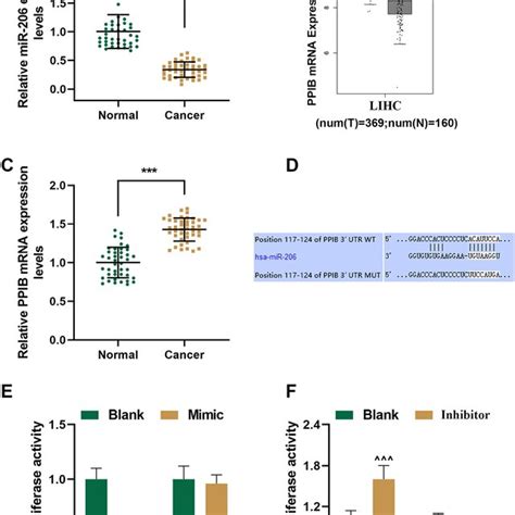 Ultrasound Targeted Microbubble Destruction UTMD Mediated MiR 206