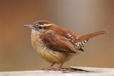 Carolina Wren ~ Birds World