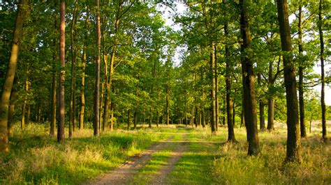 1920x1080 trail, road, Forest, trees, grass, light, nature, summer ...