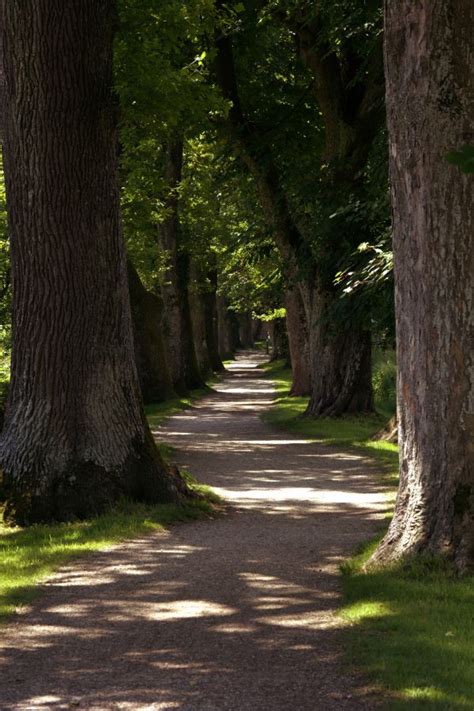 Fotos gratis árbol naturaleza bosque césped rama ligero planta