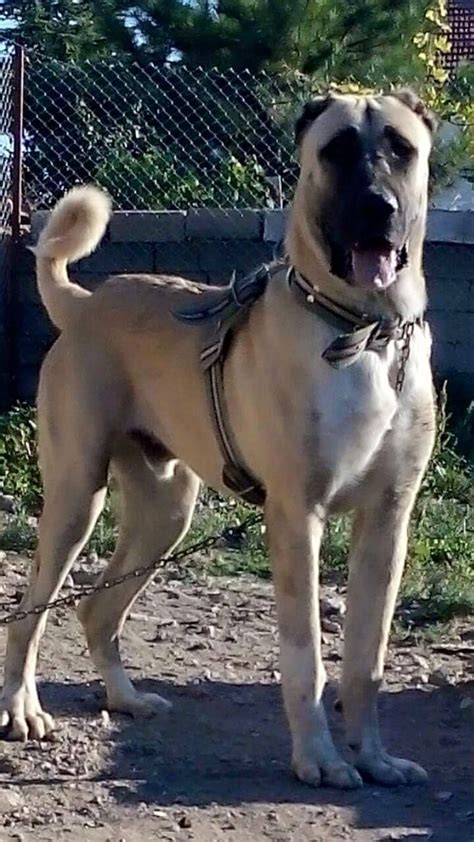 Orhan Genel Kangal Köpeği Köpek Türleri Akbaş