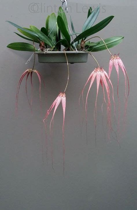 Bulbophyllum Elizabeth Anne Buckleberry Fcc Aos Longissimum X