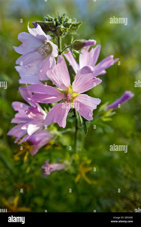 Planta De Malva Almizclera Fotograf As E Im Genes De Alta Resoluci N