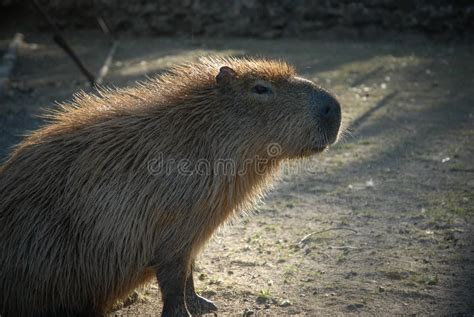 Capybara Or Capybara The Largest Rodent In The World South American